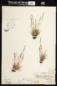 Festuca saximontana image