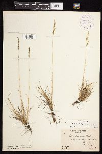 Festuca saximontana image