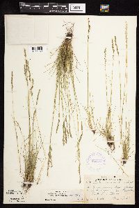 Festuca saximontana image