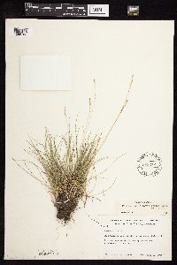 Festuca saximontana image