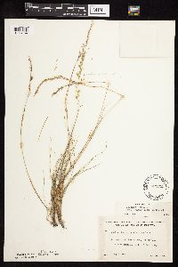 Festuca saximontana image