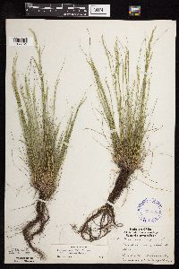 Festuca saximontana image