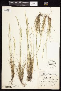 Festuca saximontana image