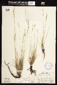 Festuca saximontana image