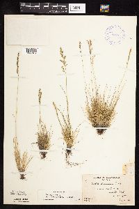 Festuca saximontana image