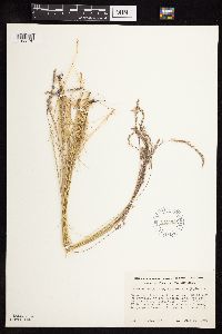 Festuca saximontana image