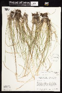 Festuca saximontana image
