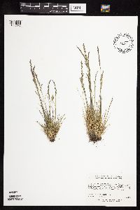 Festuca saximontana image