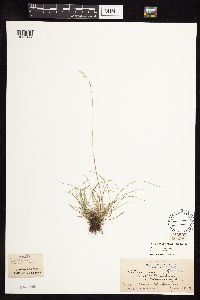 Festuca saximontana image