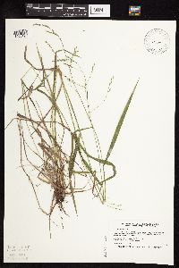 Festuca subverticillata image