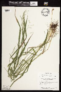 Festuca subverticillata image
