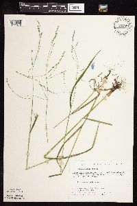 Festuca subverticillata image
