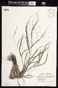 Festuca subverticillata image
