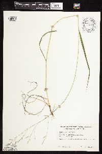 Festuca subverticillata image