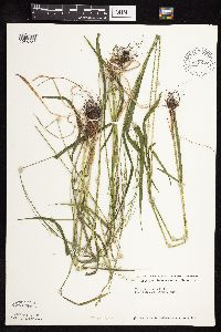 Festuca subverticillata image