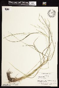 Festuca subverticillata image