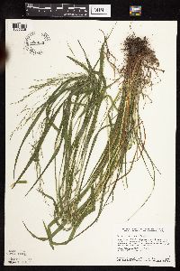 Festuca subverticillata image