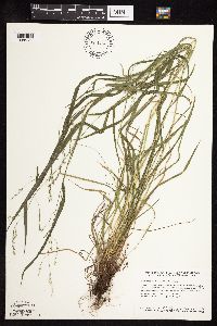 Festuca subverticillata image