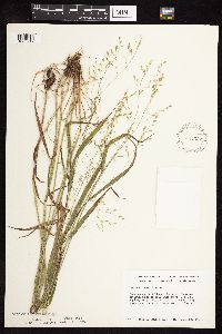 Festuca subverticillata image