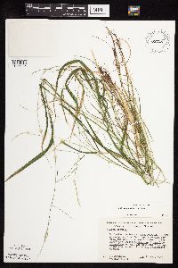 Festuca subverticillata image