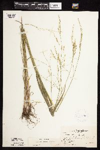 Festuca subverticillata image