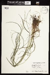 Festuca subverticillata image