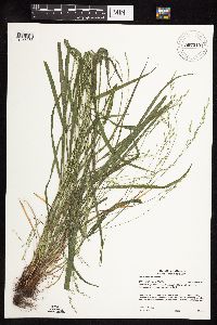 Festuca subverticillata image