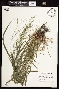 Festuca subverticillata image