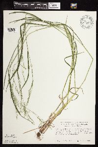 Festuca subverticillata image