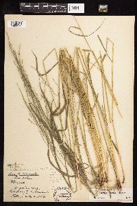 Festuca subverticillata image