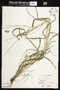 Festuca subverticillata image