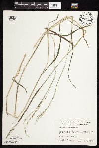 Festuca subverticillata image