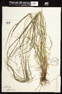 Festuca subverticillata image