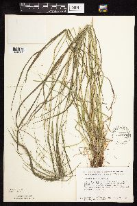 Festuca subverticillata image