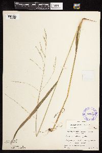 Festuca subverticillata image