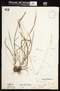 Festuca subverticillata image
