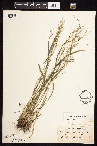 Festuca subverticillata image