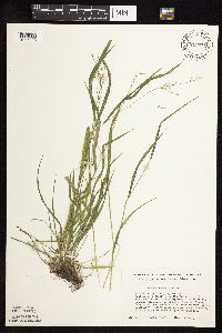 Festuca subverticillata image