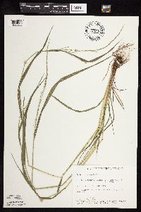 Festuca subverticillata image
