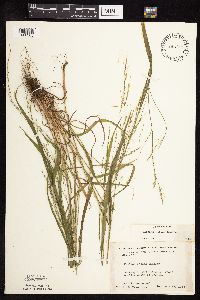 Festuca subverticillata image