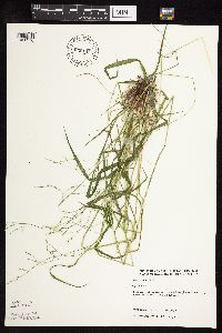 Festuca subverticillata image
