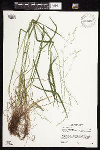 Festuca subverticillata image