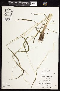 Festuca subverticillata image