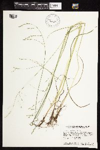 Festuca subverticillata image