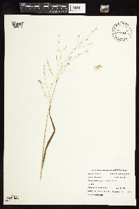 Festuca subverticillata image