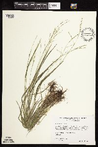 Festuca subverticillata image