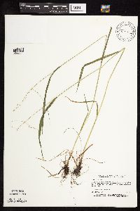 Festuca subverticillata image