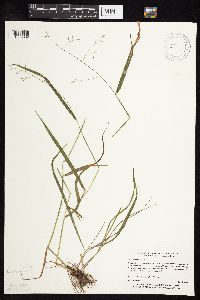 Festuca subverticillata image