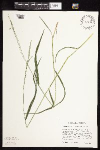 Festuca subverticillata image