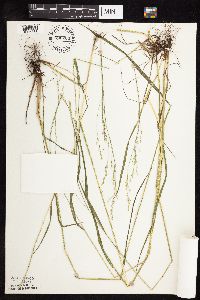 Festuca subverticillata image